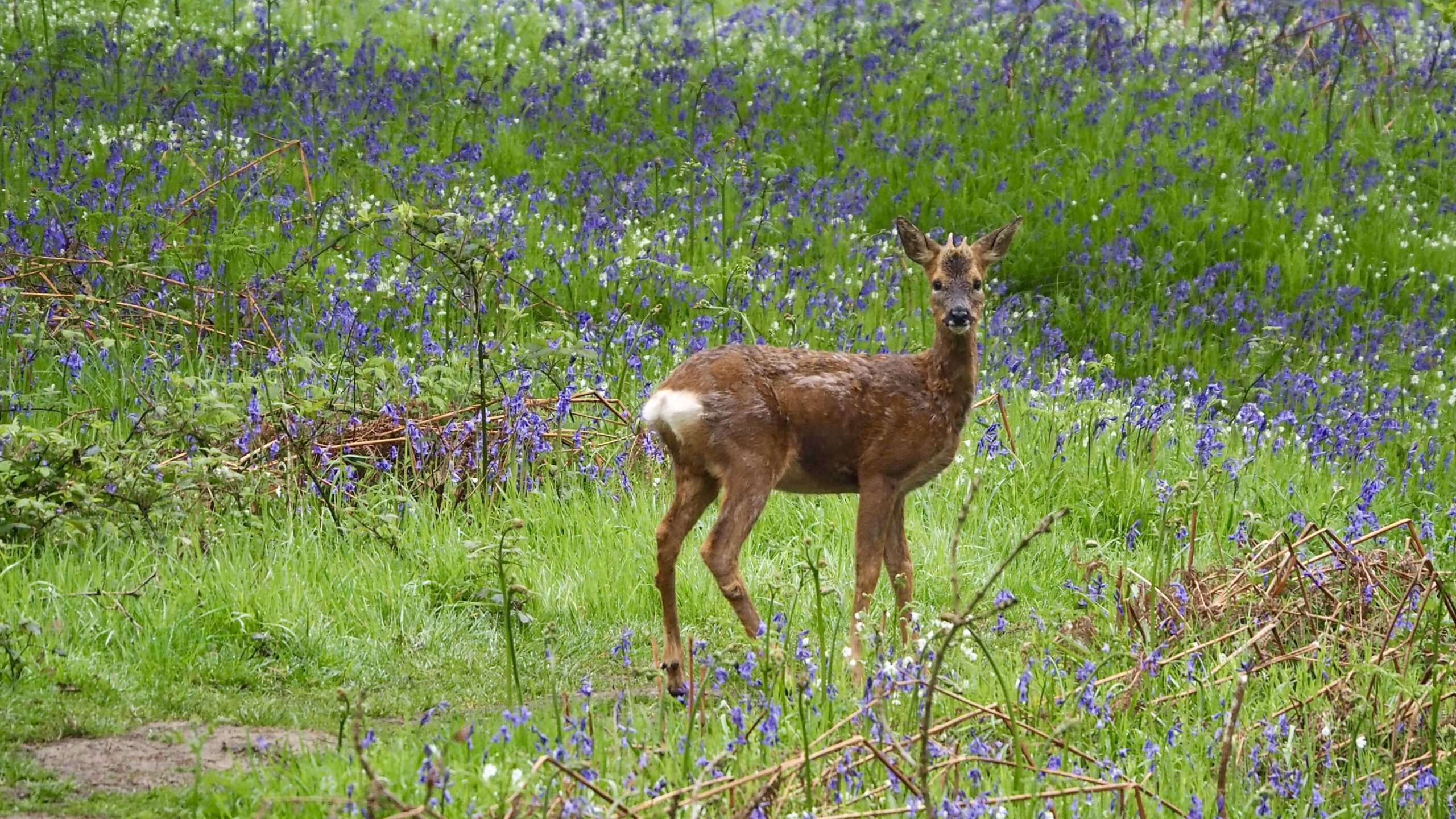 The Silent Standoff — An Unexpected Thrill of a Roe Deer Encounter