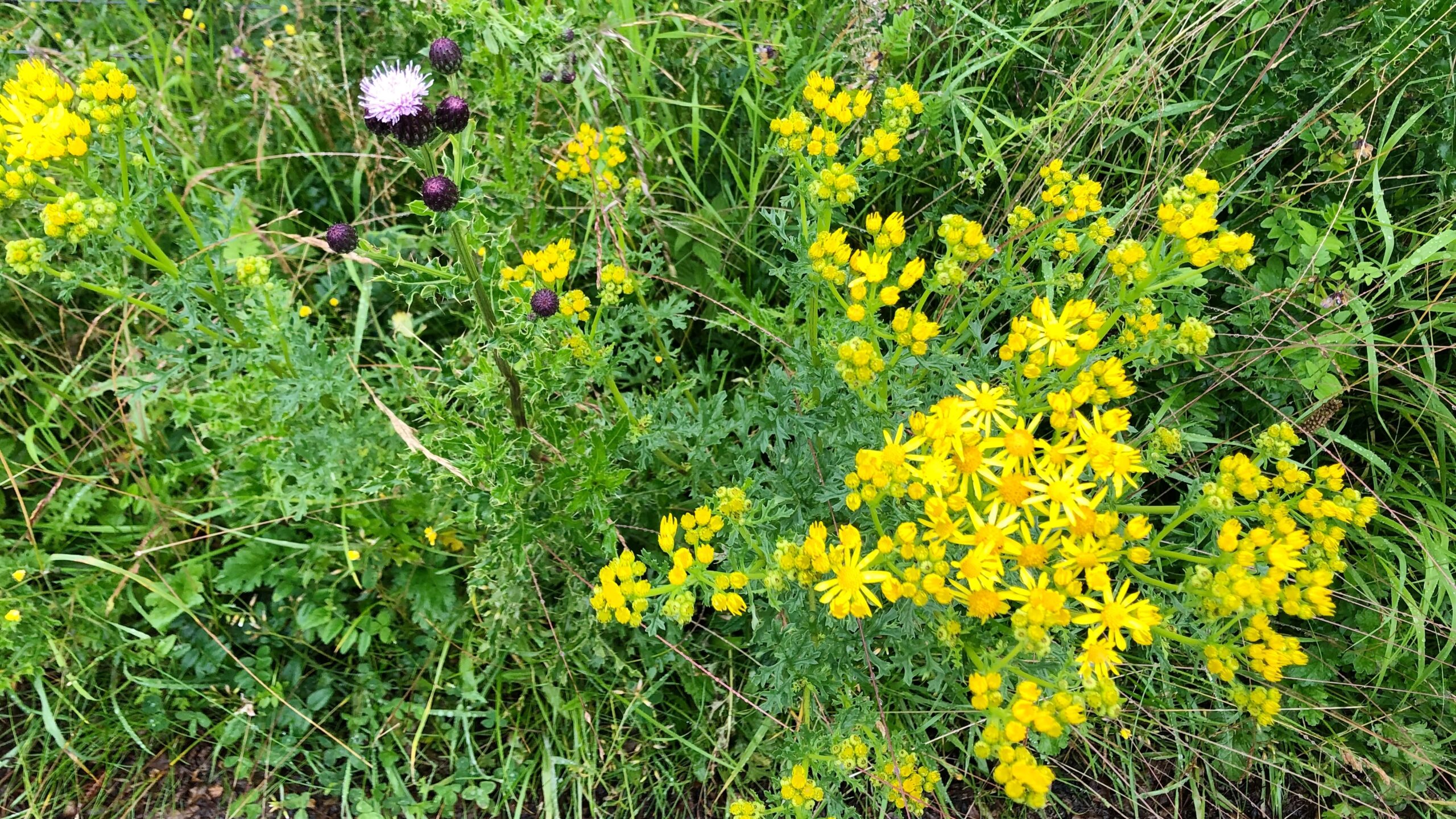 Ragwort: Friend to Insects, Foe to Livestock